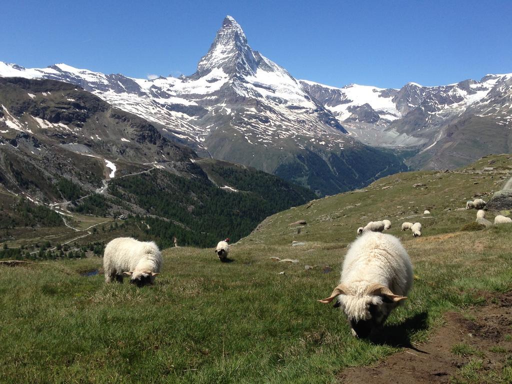 Haus Viktoria A Daire Zermatt Oda fotoğraf